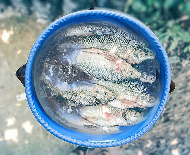 Bärbar vattenbehållare & insamlare MINI 100L